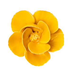 Burnt Yellow Poppy #FR06