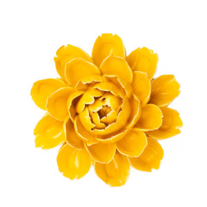 Burnt Yellow Empire Cabbage Flower #FR14