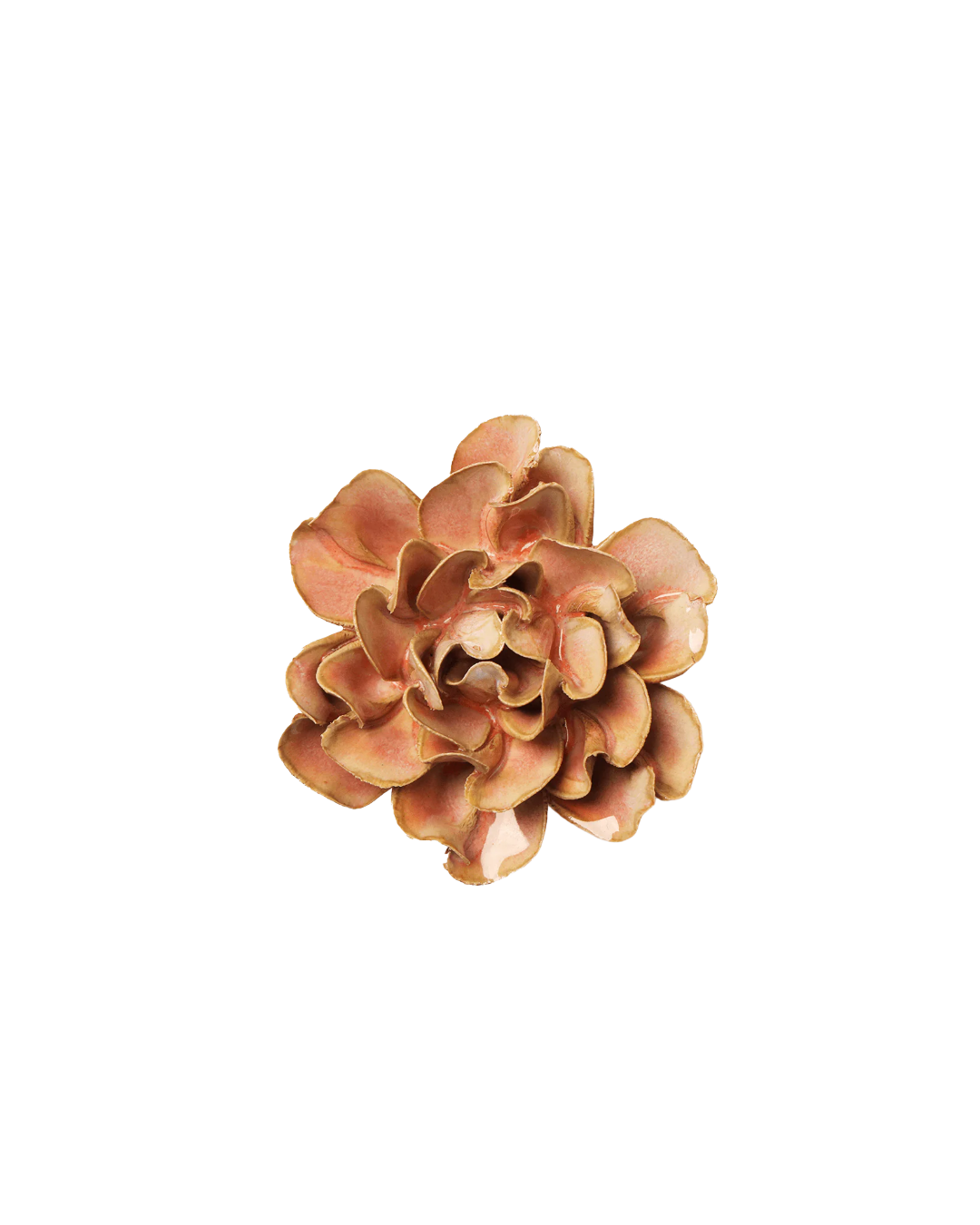 Rose Pink Hawthorn #FR19