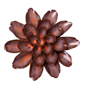 Peach Mocha Cornflower #JA19