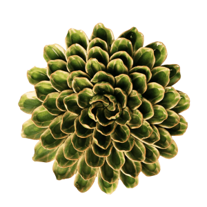 Avocado Green Unicorn Zinnia #EG20